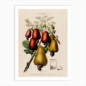 Figs And Pears 2 Art Print