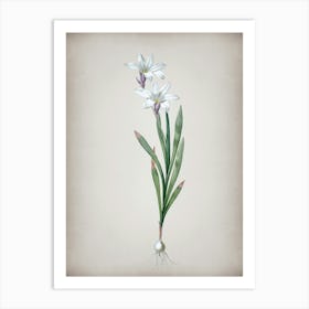 Vintage Ixia Liliago Botanical on Parchment n.0640 Art Print