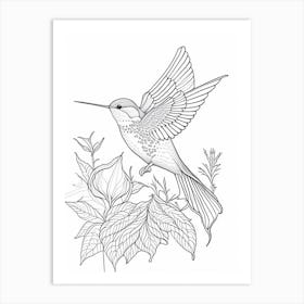 Calliope Hummingbird William Morris Line Drawing Art Print