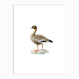Vintage Pink Footed Goose Bird Illustration on Pure White n.0198 Art Print