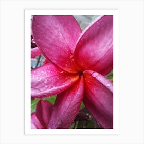 Pink flower photography Art Print