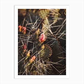 Pink Cactus Flower Art Print