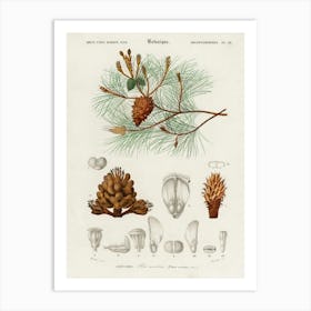 Martime Pine (Pinus Maritima), Charles Dessalines D' Orbigny Art Print