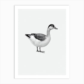 Duck B&W Pencil Drawing 2 Bird Art Print