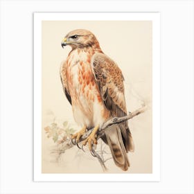 Vintage Bird Drawing Red Tailed Hawk 1 Art Print