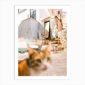 Street cats | Green eyes | Morocco Art Print