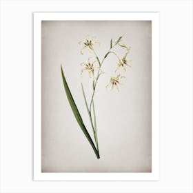 Vintage Gladiolus Cuspidatus Botanical on Parchment n.0485 Art Print