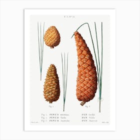 Pond Pine, Loblolly Pine And Black Pine, Pierre Joseph Redoute Art Print