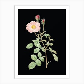Vintage Sparkling Rose Botanical Illustration on Solid Black n.0155 Art Print