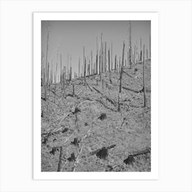 Burned Over Forest Land Clatsop County, Oregon By Russell Lee Art Print