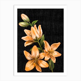 Lily flower 1 Art Print
