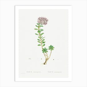 Sedum Anacampseros, Pierre Joseph Redoute Art Print