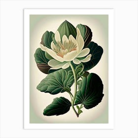 Bloodroot Wildflower Vintage Botanical 1 Art Print