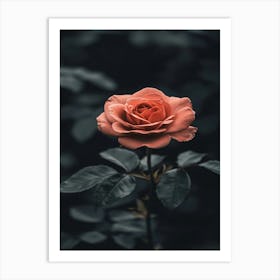 Rose Wallpaper, Rose Wallpaper, Rose Wallpaper Art Print