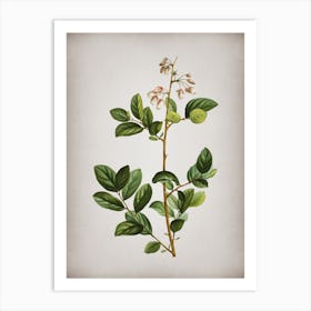 Vintage Andromeda Mariana Branch Botanical on Parchment Art Print