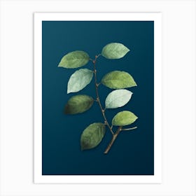 Vintage Eared Willow Botanical Art on Teal Blue n.0057 Art Print