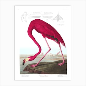 John James Audubon Flamingo Art Print