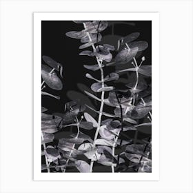 Eucalyptus Negative_2242699 Art Print