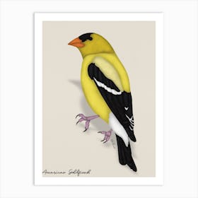 American Goldfinch Art Print