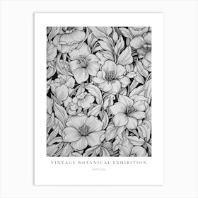 Daffodil B&W Vintage Botanical Poster Art Print