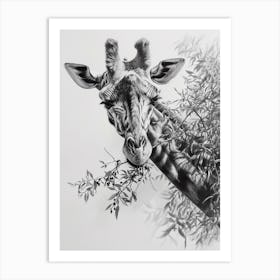 Pencil Portrait Of A Giraffe In The Trees 4 Art Print