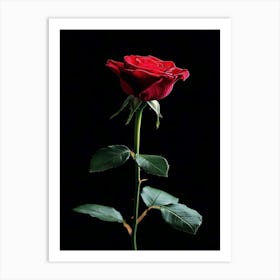 Red Rose On Black Background 45 Art Print