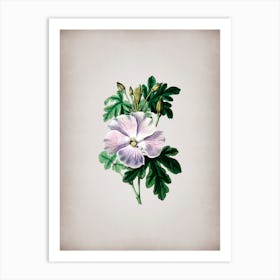 Vintage Wray's Hibiscus Flower Botanical on Parchment n.0535 Art Print