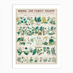 Botanica Plants Vintage Poster Chart Art Print