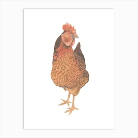 Captain Morgan Hen Illustration Art Print