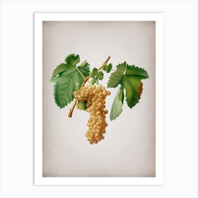 Vintage Trebbiano Grapes Botanical on Parchment n.0415 Art Print