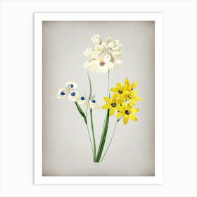 Vintage Corn Lily Botanical on Parchment n.0294 Art Print