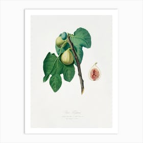 Fig (Fico Troiano) From Pomona Italiana (1817 1839), Giorgio Gallesio Art Print