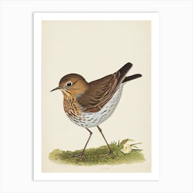 Hermit Thrush Illustration Bird Art Print