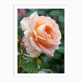 English Roses Painting Rose With Dewdrops 4 Art Print