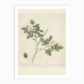 Rose Illustration, Pierre Joseph Redoute (63) Art Print