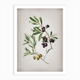 Vintage Olive Botanical on Parchment n.0586 Art Print