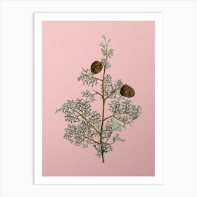 Vintage Mediterranean Cypress Botanical on Soft Pink n.0589 Art Print