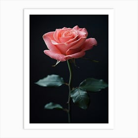 Single Pink Rose Art Print