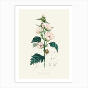 Vintage Botanical John Stephenson and James Morss Churchill Art Print_2731659 Art Print