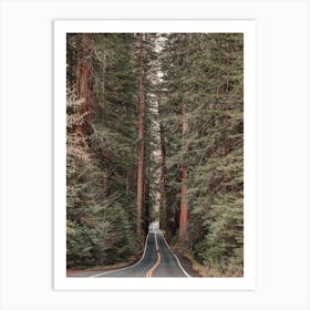 Redwood Forest Road Art Print