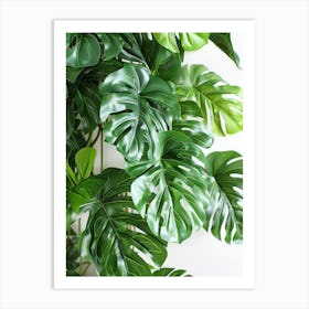 Monstera Plant Art Print