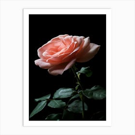 Pink Rose Isolated On Black Background 4 Art Print