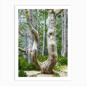 Tree In The Forest 20180801 37pub Art Print