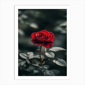 Red Rose 15 Art Print