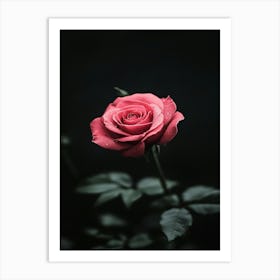 Rose In The Dark 29 Art Print