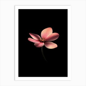 Pink Flower On Black Background Art Print