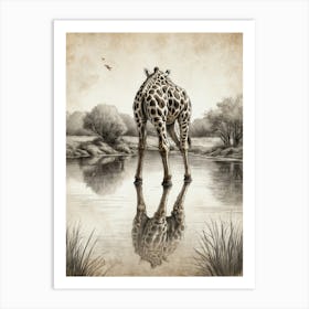 Giraffe In Water Art Print