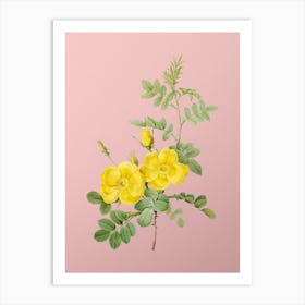 Vintage Yellow Sweetbriar Roses Botanical on Soft Pink n.0768 Art Print