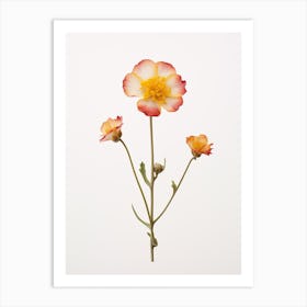 Pressed Flower Botanical Art Portulaca 2 Art Print