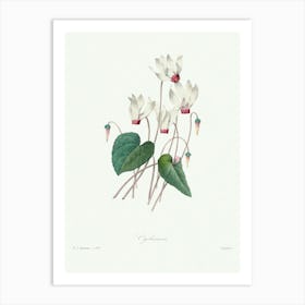 Cyclamen, Pierre Joseph Redoute Art Print